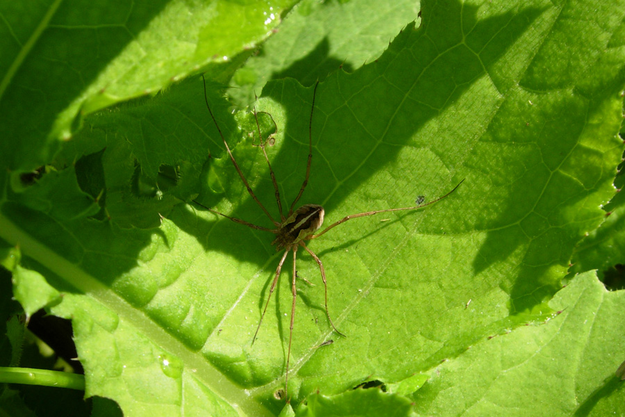 Opiliones emiliane e trentine da 2007 (M.morio)